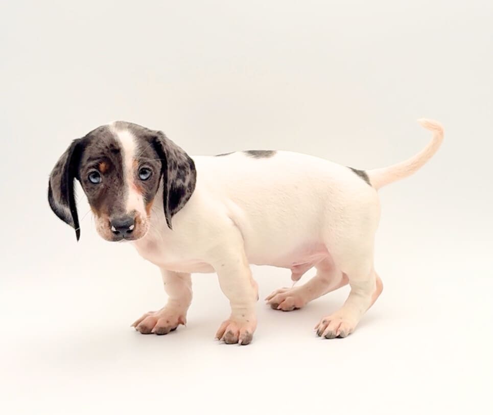 [#25363-01]  - M Dachshund Puppies For Sale