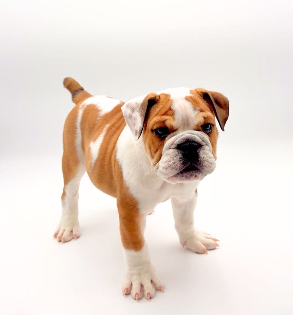 [#25775-02]  - Red / White M English Bulldog  Puppies For Sale