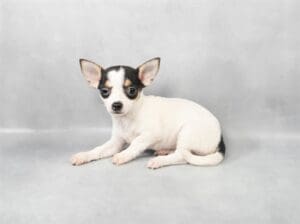 Chihuahua