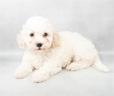 [#M03411]  - Cream M Bichon Poo Puppies For Sale