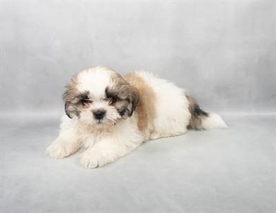[#M03433]  - Gold and White M Shih Tzu Puppies For Sale
