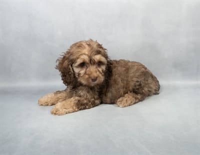 [#M03442]  - Sable M Cockapoo Puppies For Sale