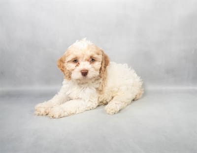 [#M03446]  - White and Apricot F Cockapoo Puppies For Sale
