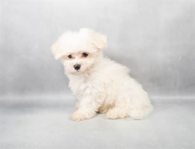 [#M03668]  - White M Maltese Puppies For Sale