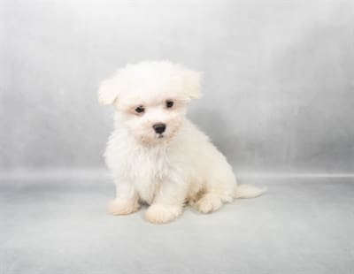[#M03671]  - White M Maltese Puppies For Sale