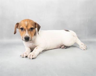 [#M03773]  - White and Red M Jack Russell Terrier Puppies For Sale