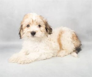 Havanese