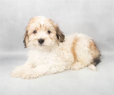 [#M04296]  - Gold M Havanese Puppies For Sale