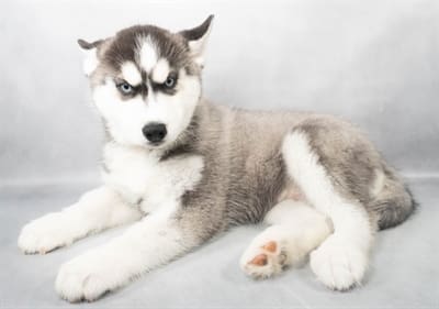 [#M05298]  - Black and White M Siberian Husky Puppies For Sale