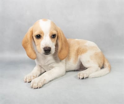 [#M06367]  - Lemon and White M Beagle Puppies For Sale
