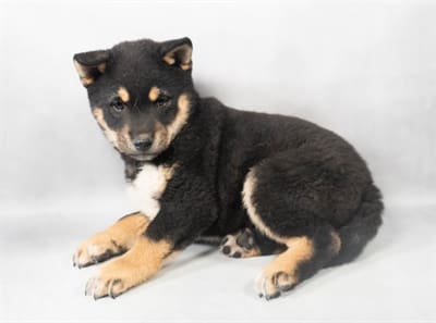 [#M06856]  - Black and Tan M Shiba Inu Puppies For Sale