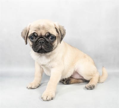 [#M02752]  - Fawn F Pug Puppies For Sale