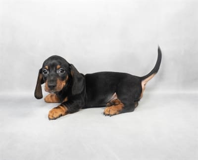[#M02875]  - Black and Tan M Dachshund Puppies For Sale