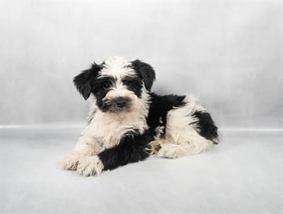 [#M03627]  - Black and White F SchNorkie Puppies For Sale