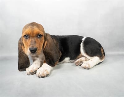 [#M03811]  - Black Tan and White F Basset Hound Puppies For Sale