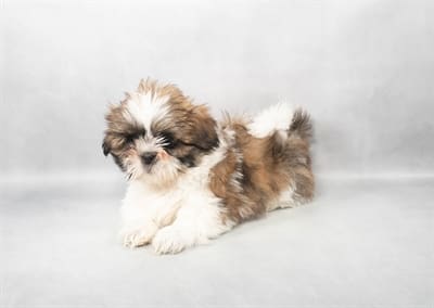 [#M03890]  - Gold and White M Shih Tzu Puppies For Sale