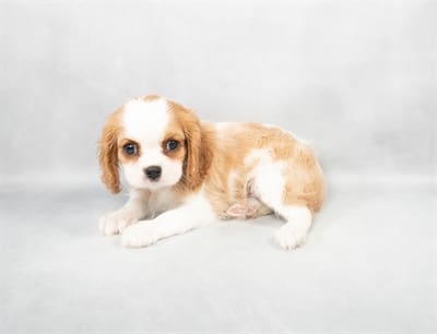 [#M04305]  - Blenheim F Cavalier King Charles Spaniel Puppies For Sale