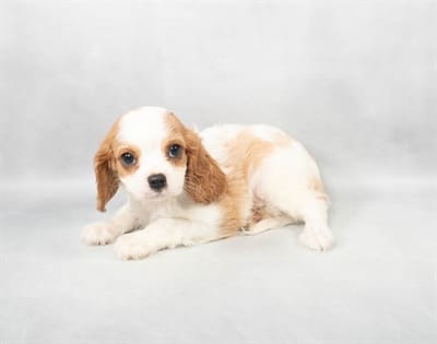 [#M04322]  - Gold and White M Cava Shi Puppies For Sale