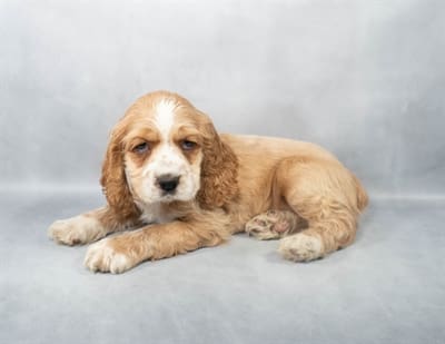 [#M04954]  - Red M Cocker Spaniel Puppies For Sale
