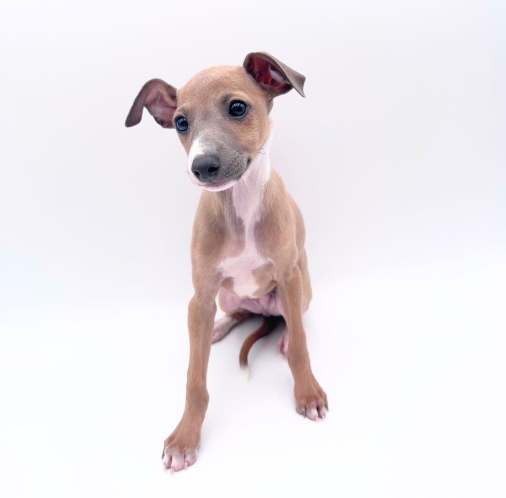 [#251163-02]  - Fawn / White M Italian Greyhound Puppies For Sale