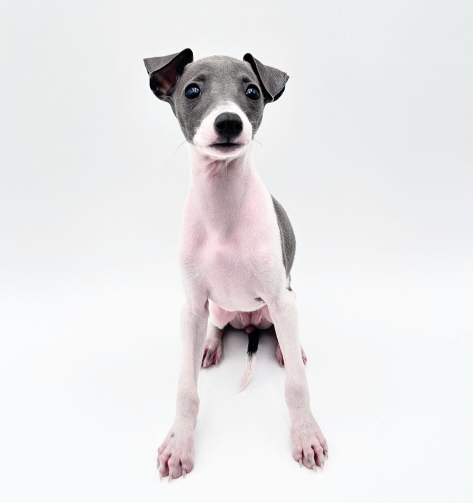 [#251163-05]  - Blue / White F Italian Greyhound Puppies For Sale