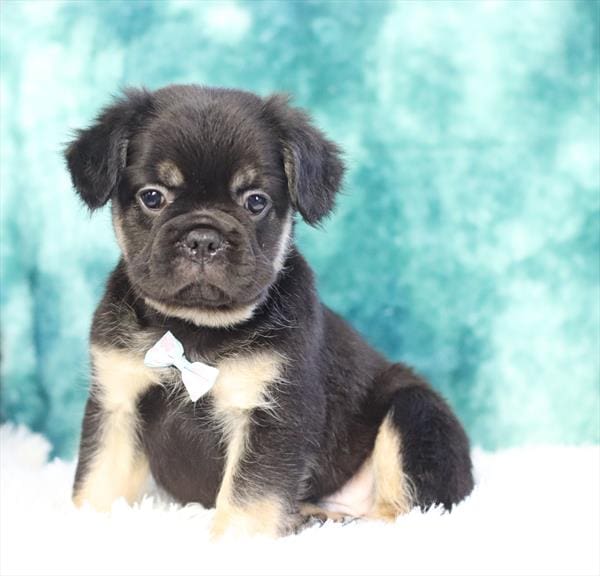 [#2550-03]  - Black / Tan M Fluffy French Bulldog Puppies For Sale