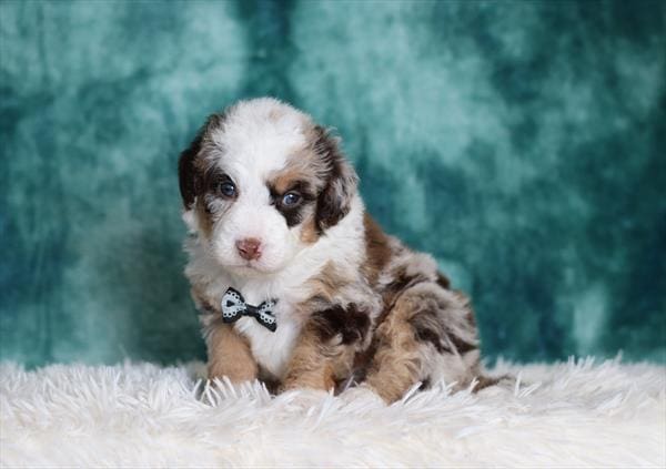 [#25158-01]  - Chocolate Merle M Bernedoodle Mini Puppies For Sale