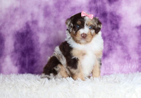 [#25158-06]  - Chocolate Merle F Bernedoodle Mini Puppies For Sale