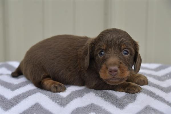 [#251074-01]  - Chocolate / Tan M Dachshund Puppies For Sale