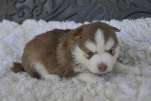 [#251032-03]  - Chocolate F Pomsky Puppies For Sale