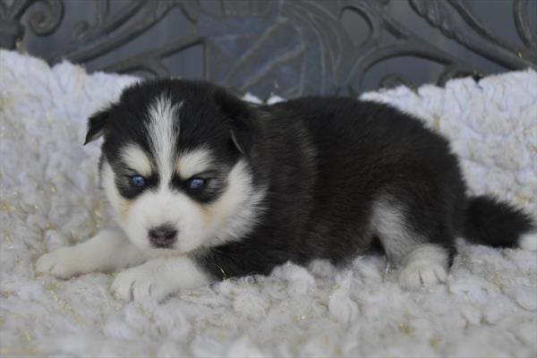 [#251030-05]  - Gray / White F Pomsky Puppies For Sale