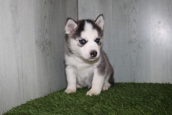 [#25114-01]  - Black / White M Siberian Husky Puppies For Sale