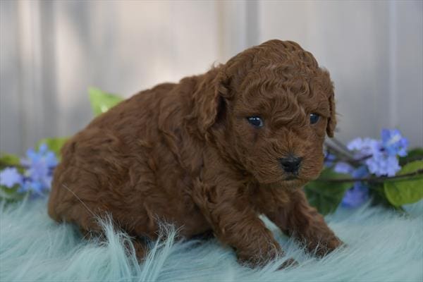 [#251169-02]  - Red M Poodle Puppies For Sale