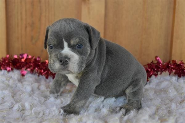 [#251094-04]  - M Beabull 2nd Gen Puppies For Sale