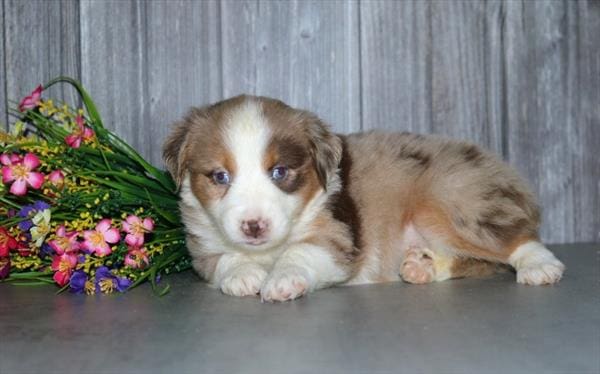[#251242-09]  - Red Merle F Australian Shepherd Puppies For Sale