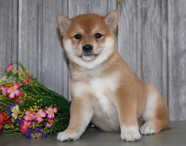 [#251240-04]  - Red / White F Shiba Inu Puppies For Sale