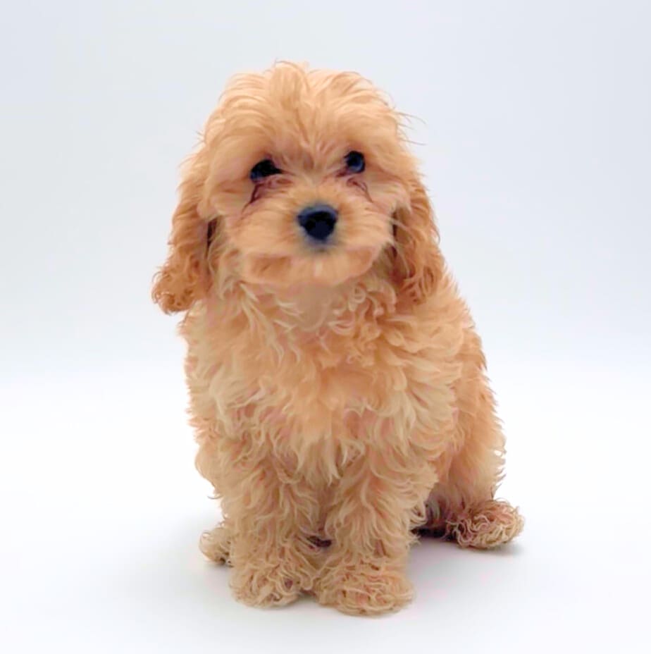[#M05380]  - Apricot F Cavapoo F1B Puppies For Sale