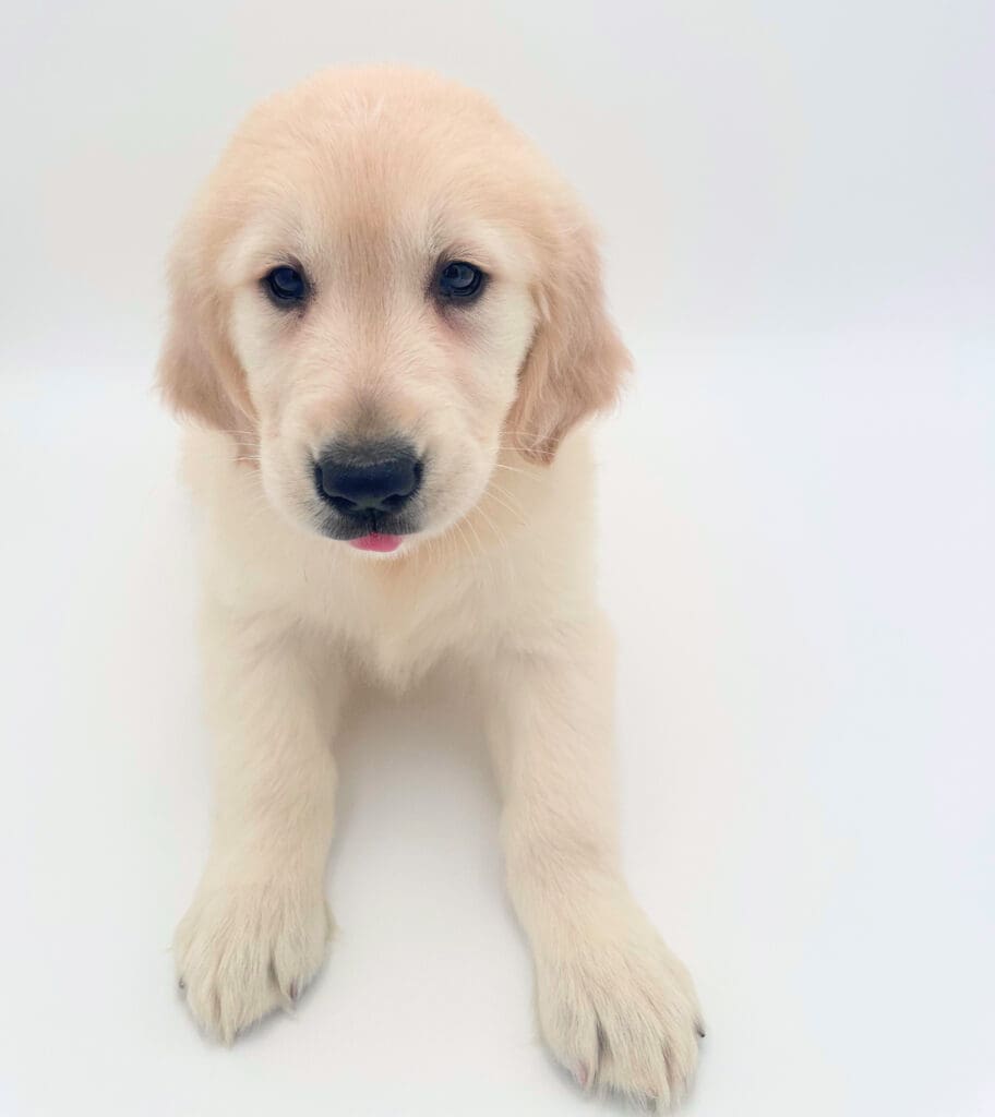[#251137-02]  - Light Golden M Golden Retriever Puppies For Sale