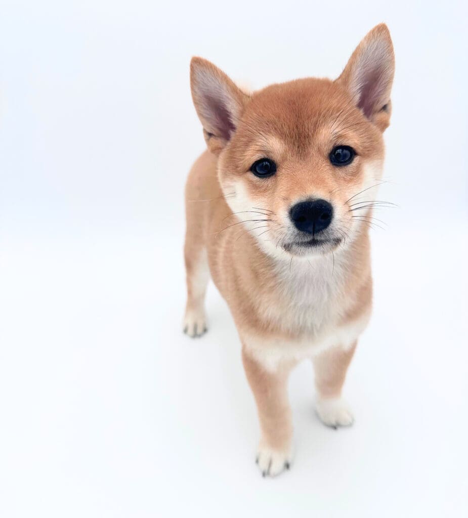 [#251240-04]  - Red / White F Shiba Inu Puppies For Sale