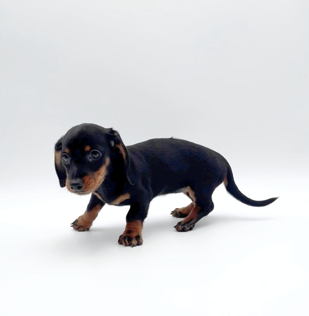 [#M05646]  - Black and Tan F Dachshund Puppies For Sale