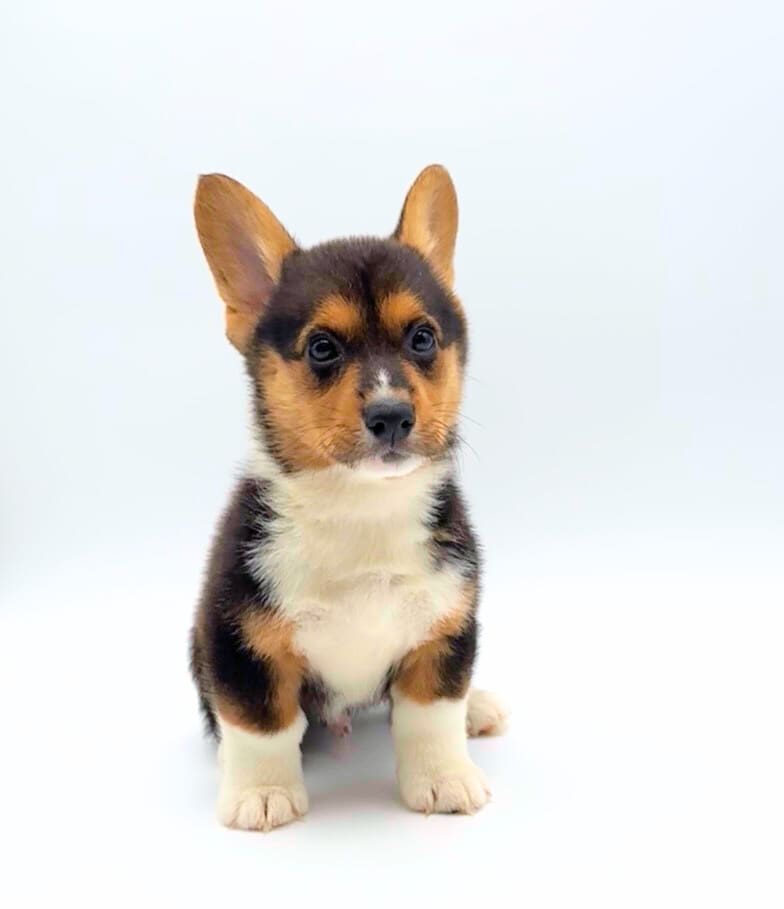 [#M05495]  - Black and White M Pembroke Welsh Corgi Puppies For Sale