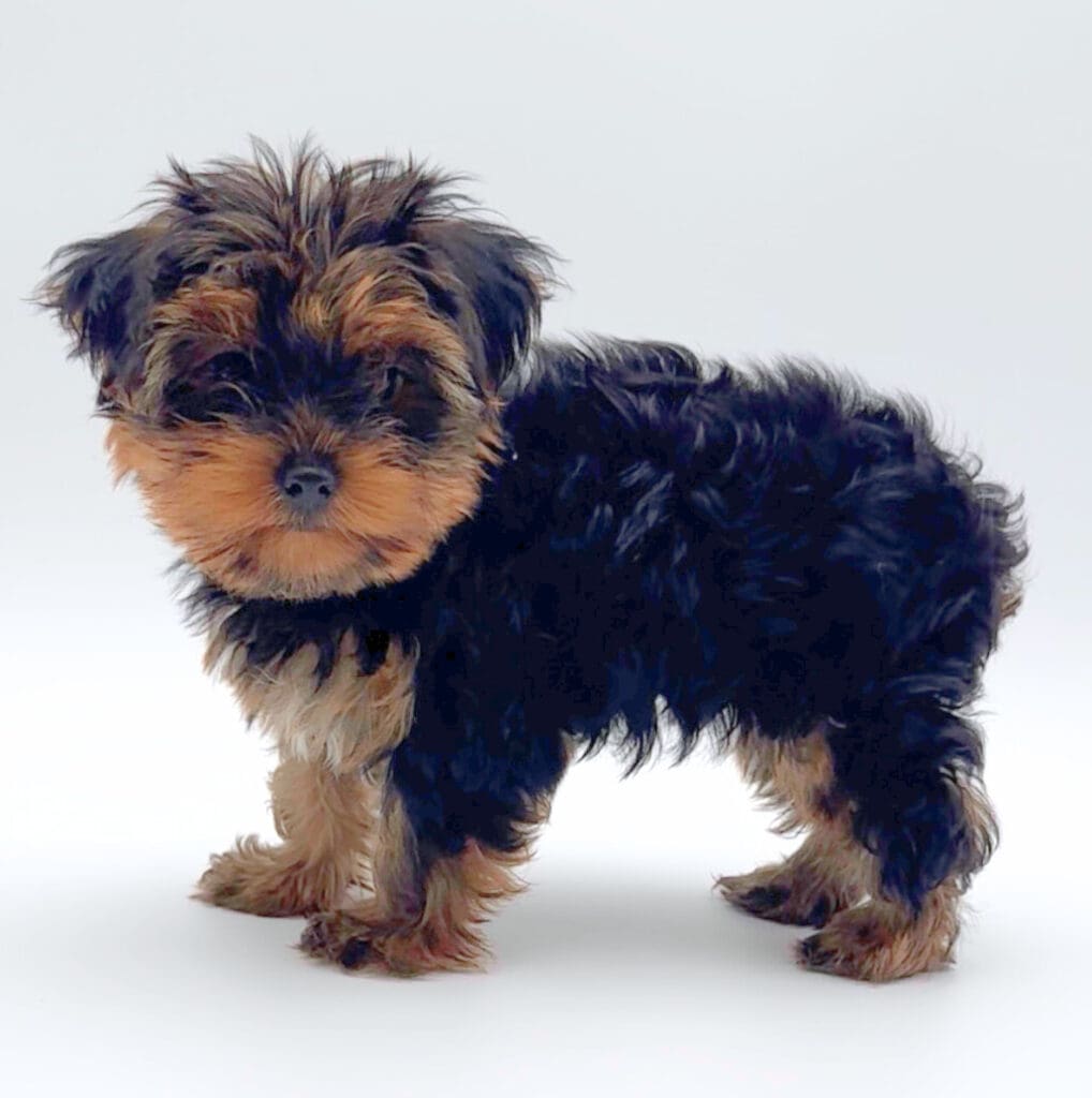[#M05429]  - Black and Tan M Yorkshire Terrier Puppies For Sale