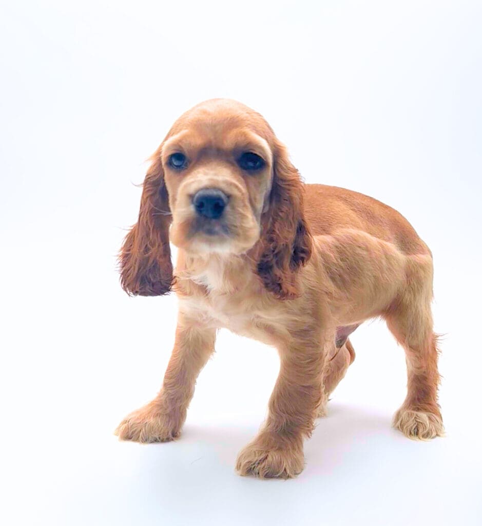 [#M05357]  - Red M Cocker Spaniel Puppies For Sale