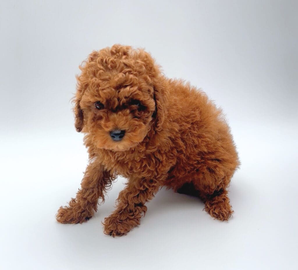 [#251169-02]  - Red M Poodle Puppies For Sale