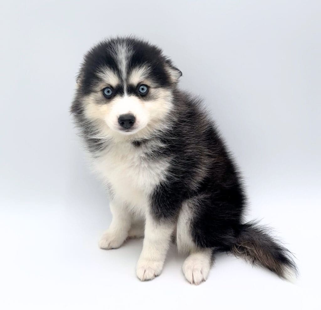 [#251030-05]  - Gray / White F Pomsky Puppies For Sale