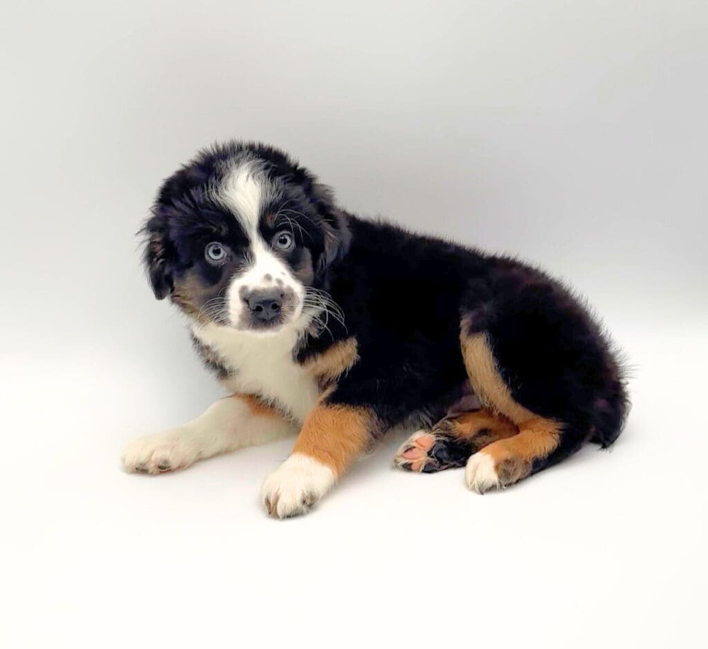 [#251020-02]  - Black M Miniature Australian Shepherd Puppies For Sale