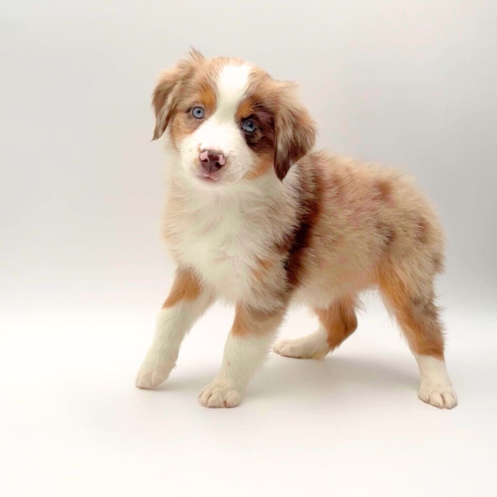 [#251242-09]  - Red Merle F Australian Shepherd Puppies For Sale