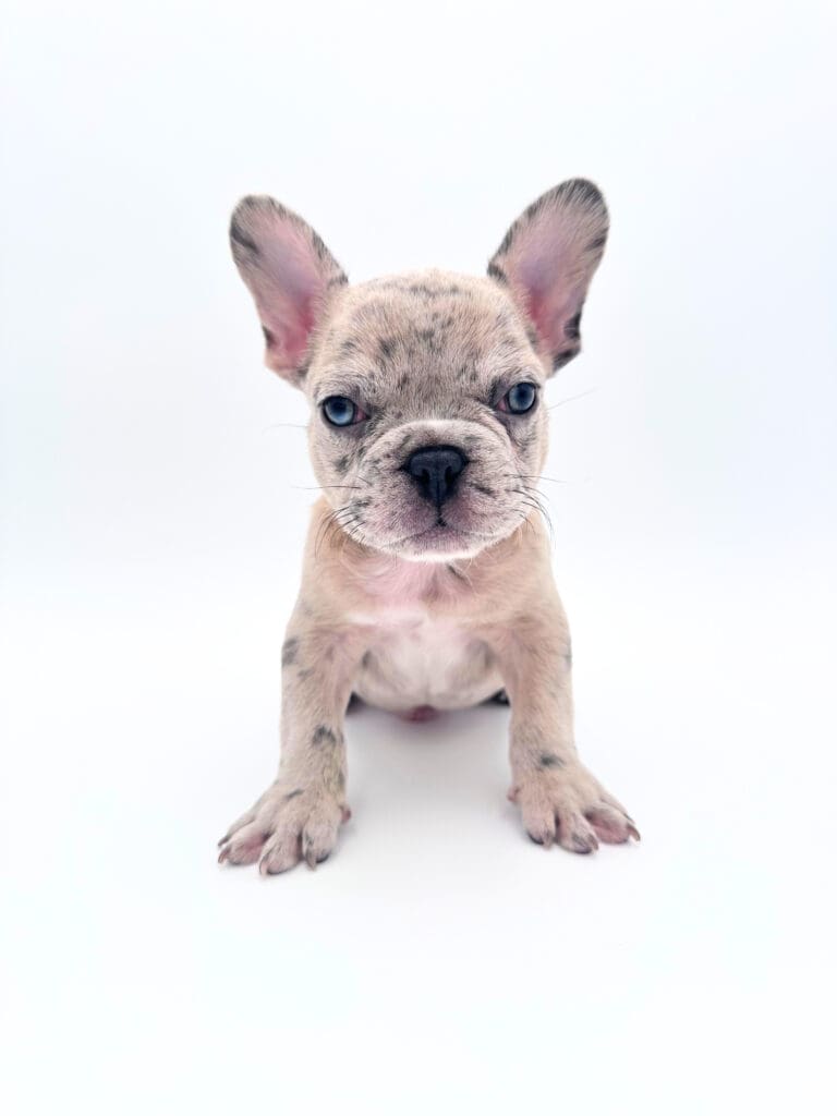 [#251296-02]  - Blue Merle M French Bulldog Puppies For Sale