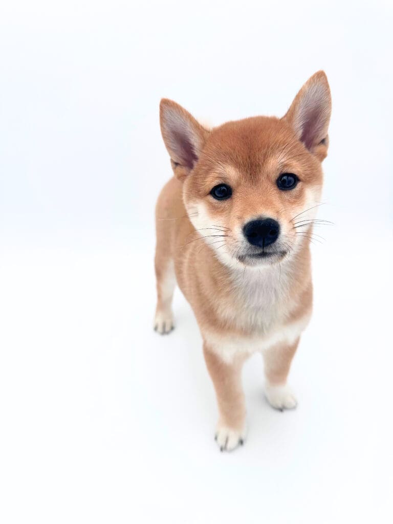 [#251240-04]  - Red / White F Shiba Inu Puppies For Sale