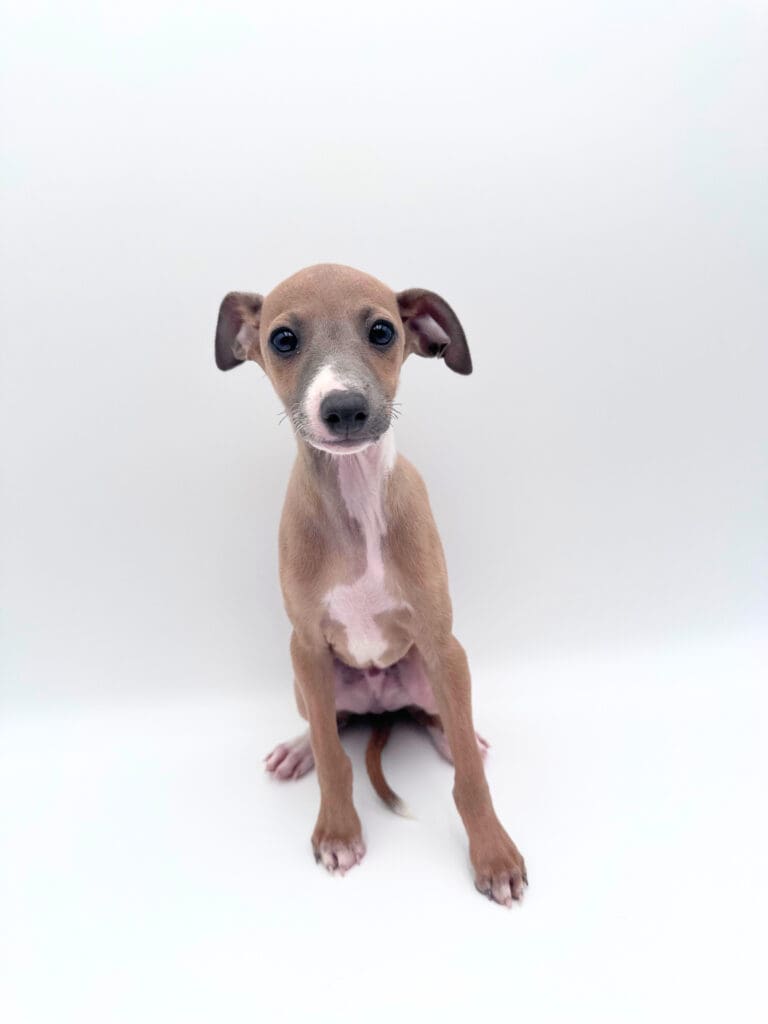 [#251163-02]  - Fawn / White M Italian Greyhound Puppies For Sale